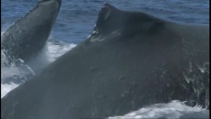 Гърбати китове - Чифтосване 