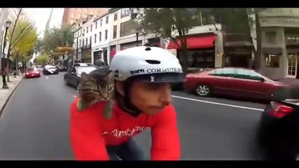 Котка на разходка с велосипед ...