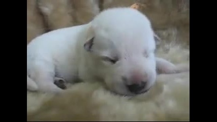 1 week old White German Shepherd puppy