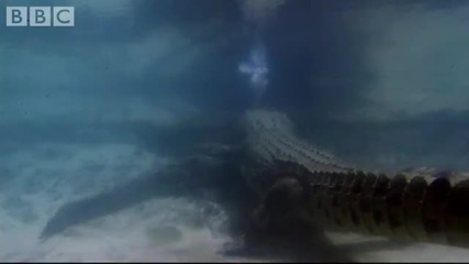 Attenborough Bubble Blowing Salt Water Crocodiles - Life in Cold Blood - Bbc wildlife 