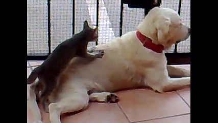 Котка масажира куче!
