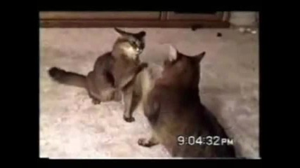 Най - смешните котета събрани в 1 поредица от клипове!! 