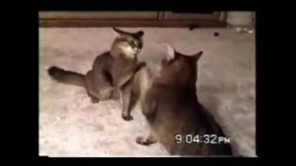 Най - смешните котета събрани в 1 поредица от клипове!!