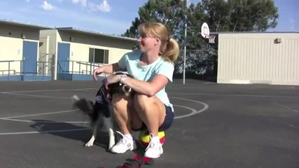 Куче играе баскетбол и волейбол .