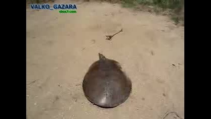 Бърза костенурка 