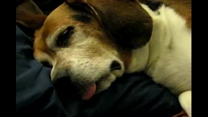 Blow Off dog