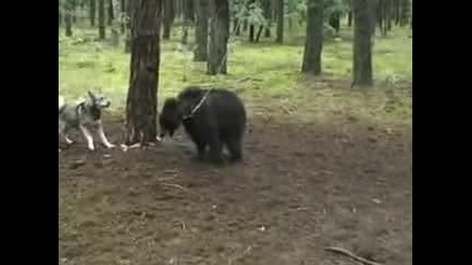 Лаика срещу мечка 
