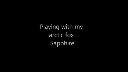 Playing with my pet arctic fox