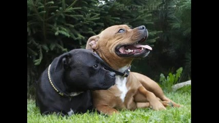 Staffordshire bull terrier (снимки) 