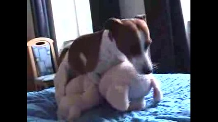 Jack Russel Eddi - kleca