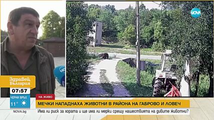 Мечки нападат животни в района на Габрово и Ловеч
