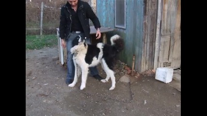 Истинско българско овчарско куче - Перун