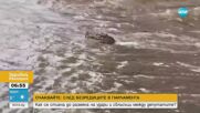 Крокодил изплува на улица при наводнения в Австралия