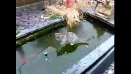 Котка преследва риба под леда
