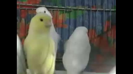 красиви канарчета 