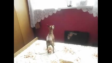 Шерито