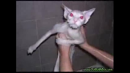 Луд Смях