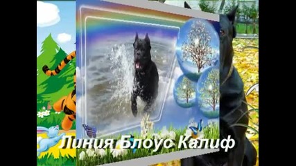 Cane Corso Forum Welcom, Cane Corso italiano!