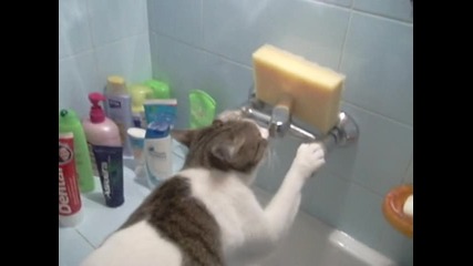 котката куче
