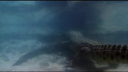 Соленоводен крокодил 