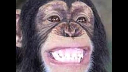 Monkey Funny Movie :d :d :d