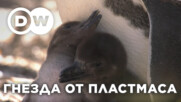Бебета-пингвини в опасност