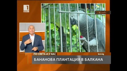 Плантация от банани в Балкана