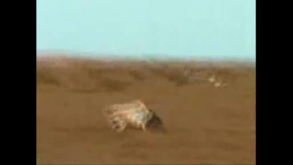 Кучетата Дого Аржентино(2)(2)