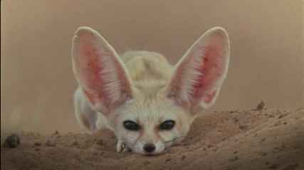 E. S. Posthumus - Nara (bbc Planet Earth videoclip)