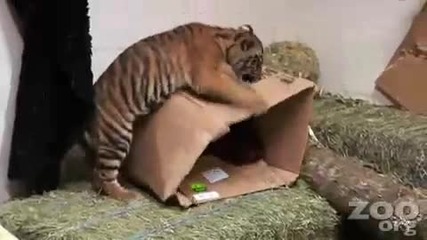 Funny Baby Tiger