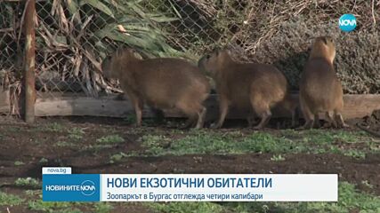 Зоопаркът в Бургас се сдоби с нови екзотични гризачи