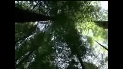 Thomas Newman - Morning
