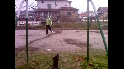 pitbul 