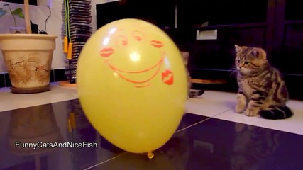 Kittens Balloon and Bang