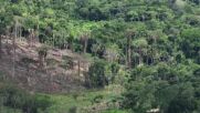 КАДРИ ОТ ДРОН: Вижте мащабите на обезлесяването в бразилска Амазония (ВИДЕО)