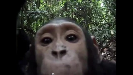 Любопитно шимпанзе