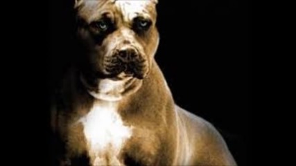 Emilia & Toni Storaro - Pitbull //2015//