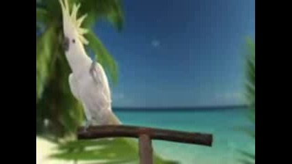 пеещ папагал 