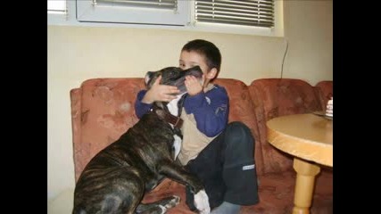 pitbull