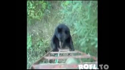 Смях - да ти дойде мечка на гости