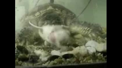 The Best Turtle.flv