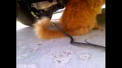 Весела котка срещу ядосана змия 