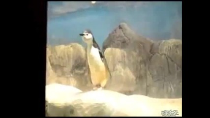 Пингвин денса на дъпстеп - Смях
