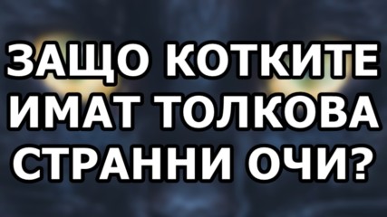 Защо котките имат толкова странни очи?