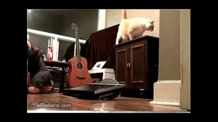Котка за малко да убие стопанина си..!! 