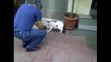 Котка Vs Ротвайлер