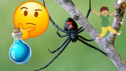 Откриха антидот за НАЙ-ОТРОВНИЯ паяк на света!
