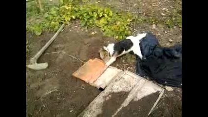 Рекс урок 1