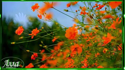 Валерия Палаускас - Полевые цветы