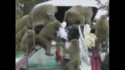 Банда маймуни нападат багаж най-безцеремонно